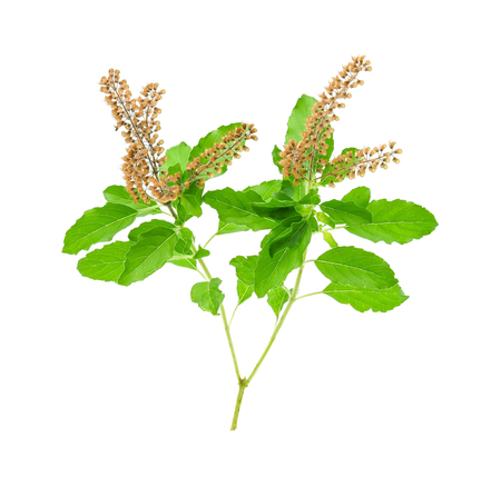 Basil flower on white backgroundの写真素材