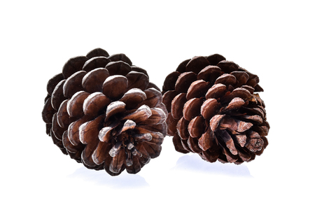 Pine cone isolated on white backgroundの写真素材