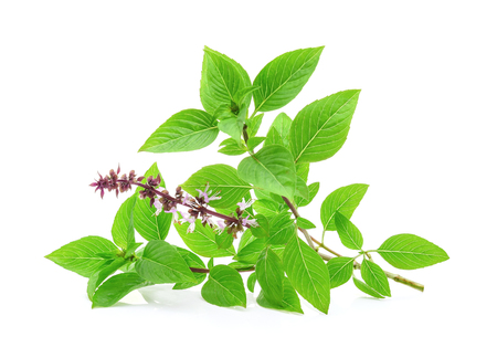 Sweet basil  isolated on white backgroundの写真素材