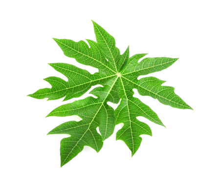 Papaya leaf isolated on white backgroundの写真素材