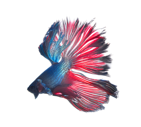 siamese fighting fish , betta isolated on white backgroundの写真素材
