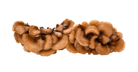maitake mushrooms on white backgroundの写真素材