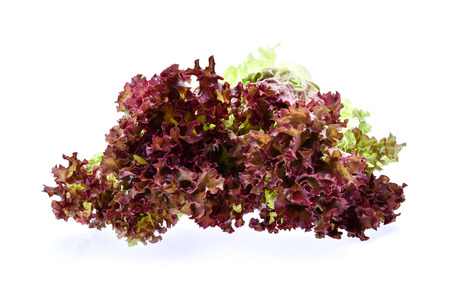 red coral salad on the white backgroundの写真素材