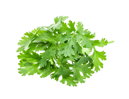 coriander isolated on white backgroundの写真素材