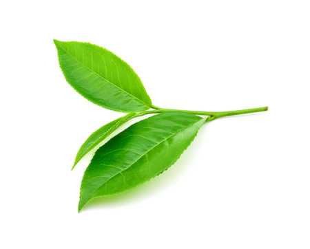 Green tea leaf on white backgroundの写真素材