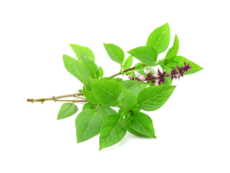 Sweet basil flower isolated on white backgroundの写真素材