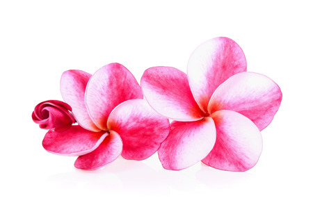 Tropical flowers frangipani (plumeria) isolated on white backgroundの写真素材