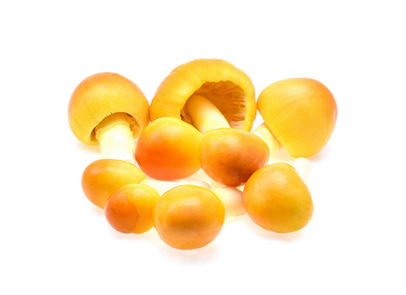 yellow mushrooms isolated on white backgroundの写真素材