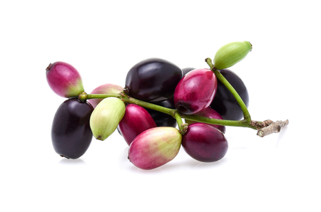 Jambolan plum or Java plum on white backgroundの写真素材