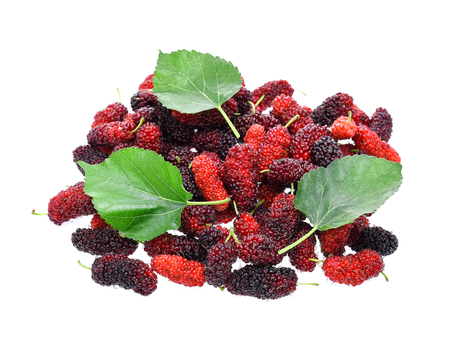 Mulberry on white backgroundの写真素材