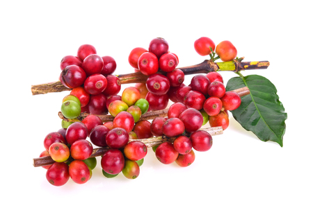 fresh coffee beans on white backgroundの写真素材
