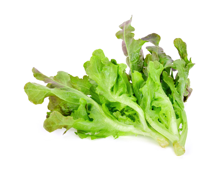 Oak Leaf lettuce isolated on white backgroundの写真素材