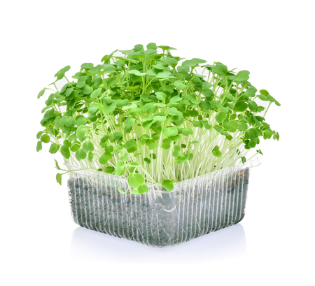 heap of alfalfa sprouts on white backgroundの写真素材