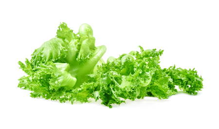 green frillies iceberg lettuce isolated on white backgroundの写真素材
