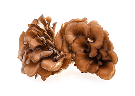 maitake mushrooms isolated on white backgroundの写真素材