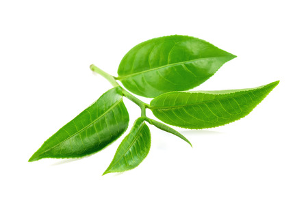 Green tea leaf on white backgroundの写真素材