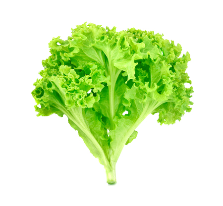 fresh green oak lettuce on white backgroundの写真素材