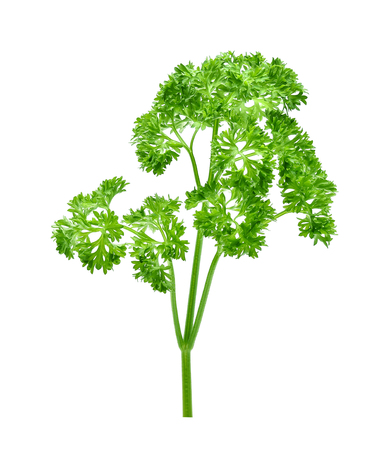 Parsley isolated on white backgroundの写真素材