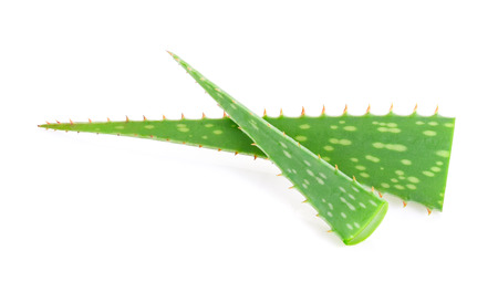 Aloe vera isolated on white backgroundの写真素材