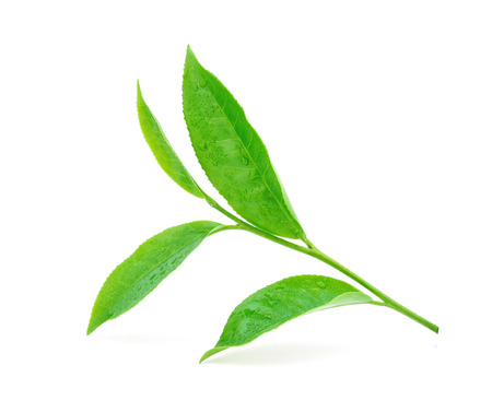 Green tea leaf with drops of water on white backgroundの写真素材
