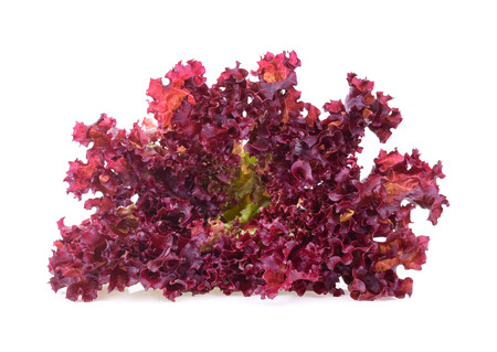 red coral salad isolated on the white backgroundの写真素材