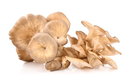 oyster mushroom isolated on white backgroundの写真素材