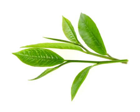 Green tea leaf isolated on white backgroundの写真素材