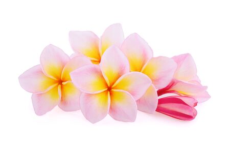 frangipani flowers isolated on white backgroundの写真素材