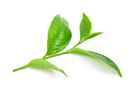 Green tea leaf on white backgroundの写真素材