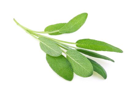 Sage herb isolated on white backgroundの写真素材
