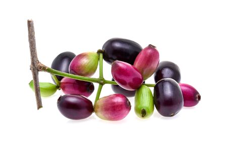 Jambolan plum or Java plum isolated on white backgroundの写真素材