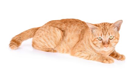 Red cat isolated on a white backgroundの写真素材