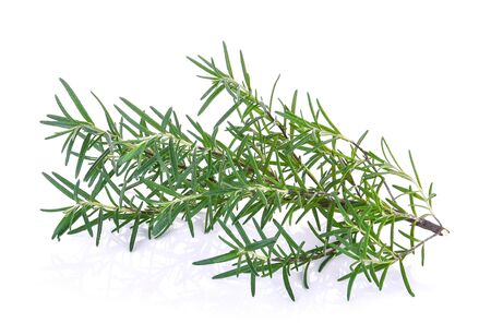 rosemary isolated on white backgroundの写真素材