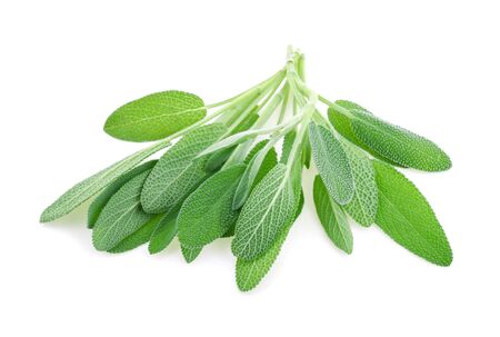 Sage herb isolated on white backgroundの写真素材