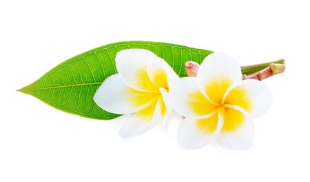 Frangipani flower isolated on white backgroundの写真素材