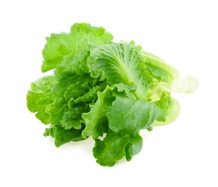 Butter head Lettuce isolated on white backgroundの写真素材