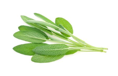 Sage herb isolated on white backgroundの写真素材