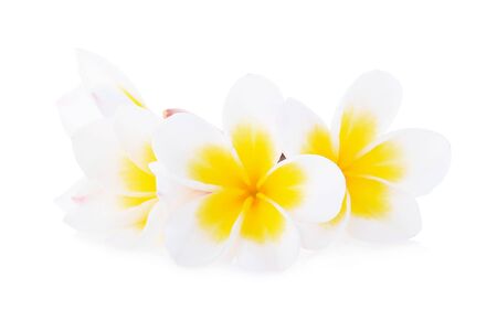 Tropical flowers frangipani (plumeria) isolated on white backgroundの写真素材