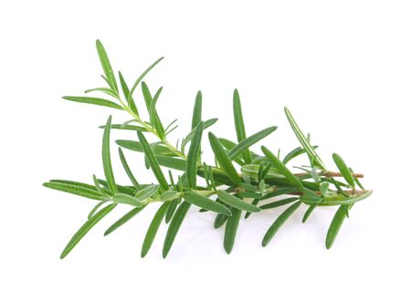 Rosemary isolated on white backgroundの写真素材