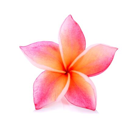 Tropical flowers frangipani (plumeria) isolated on white backgroundの写真素材