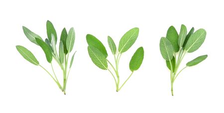 Sage herb isolated on white backgroundの写真素材