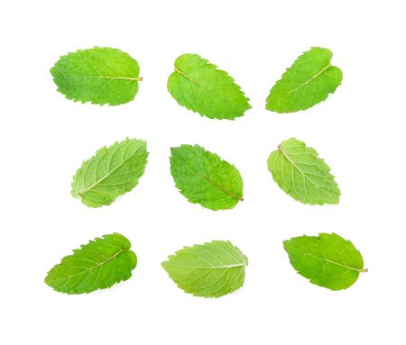 Set of mint leaves isolated on whiteの写真素材