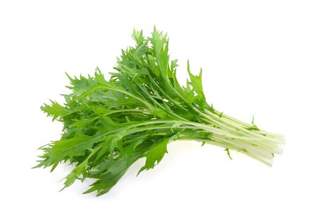 Mizuna lettuce, Japanese Mustard isolated on white backgroundの写真素材