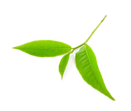 green tea leaf isolated on white backgroundの写真素材