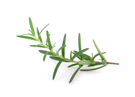Rosemary isolated on whiteの写真素材
