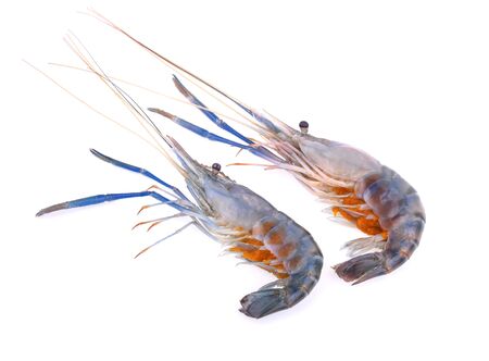 Giant freshwater prawn isolated on whiteの写真素材