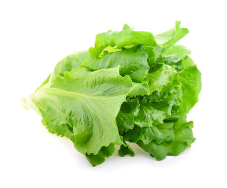 Butter head Lettuce isolated on white backgroundの写真素材