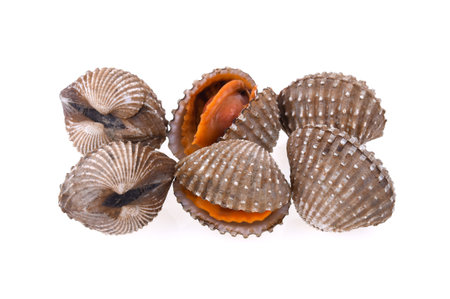 fresh cockles seafood on white backgroundの写真素材