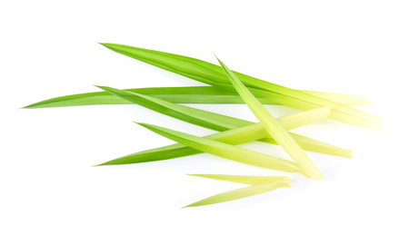 Pandan leaves isolated on white backgroundの写真素材