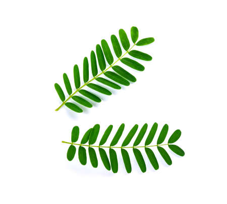 Green tea leaf on white backgroundの写真素材